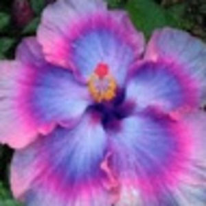 Meet your Posher, Eden